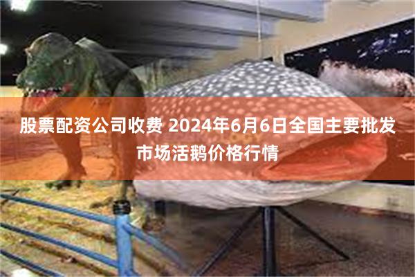 股票配资公司收费 2024年6月6日全国主要批发市场活鹅价格行情